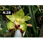 Orquídeas Cymbidium de Coleção com 3/4 bolbos cada 28