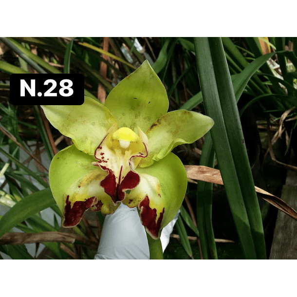 Orquídeas Cymbidium de Coleção com 3/4 bolbos cada 28