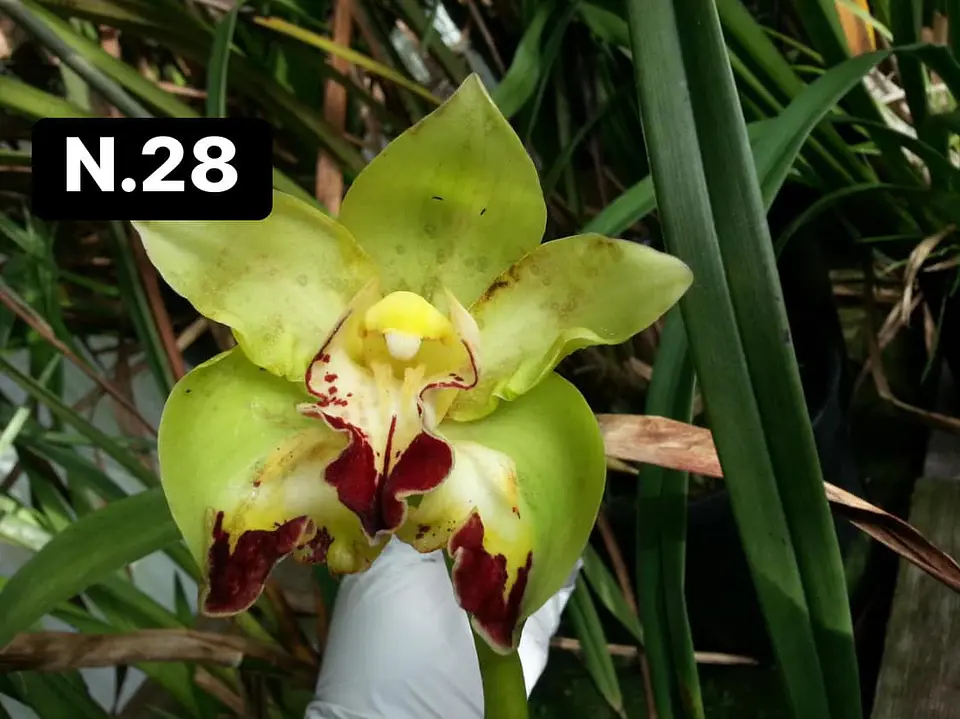 Orquídeas Cymbidium de Coleção com 3/4 bolbos cada 28