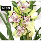 Orquídeas Cymbidium de Coleção com 3/4 bolbos cada 30