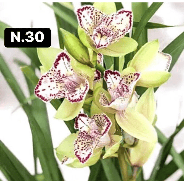 Orquídeas Cymbidium de Coleção com 3/4 bolbos cada 30