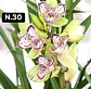 Orquídeas Cymbidium de Coleção com 3/4 bolbos cada - Thumbnail 30
