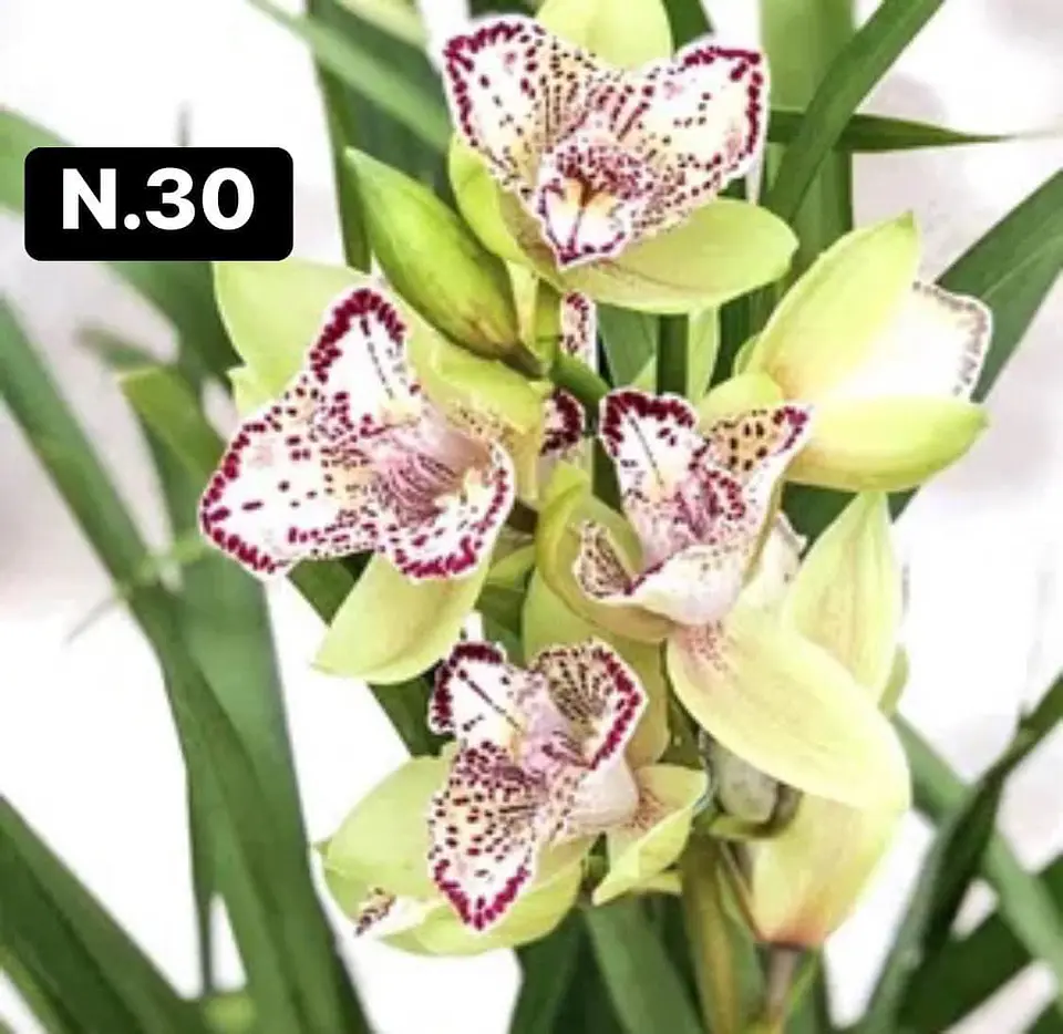 Orquídeas Cymbidium de Coleção com 3/4 bolbos cada 30