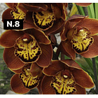 Orquídeas Cymbidium de Coleção com 3/4 bolbos cada 8