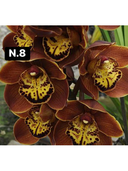 Orquídea Cymbidium bronze