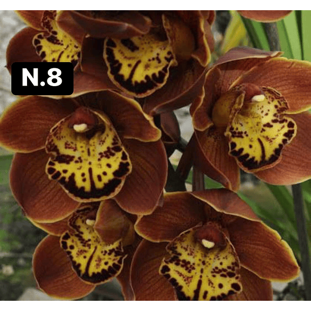 Orquídeas Cymbidium de Coleção com 3/4 bolbos cada 8