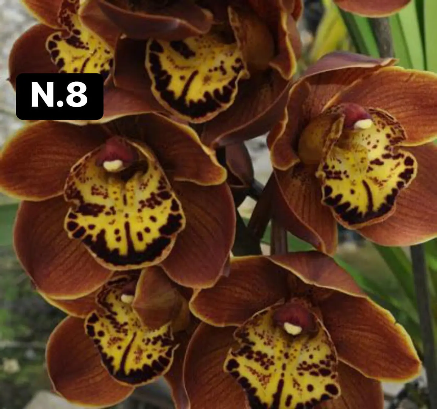 Orquídeas Cymbidium de Coleção com 3/4 bolbos cada 8