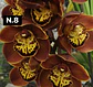 Orquídeas Cymbidium de Coleção com 3/4 bolbos cada - Thumbnail 8