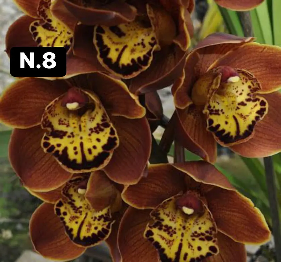 Orquídeas Cymbidium de Coleção com 3/4 bolbos cada 8