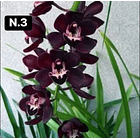 Orquídeas Cymbidium de Coleção com 3/4 bolbos cada 3