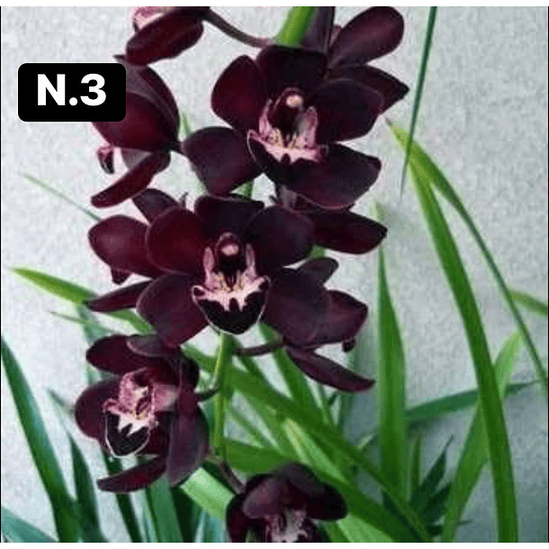 Orquídeas Cymbidium de Coleção com 3/4 bolbos cada 3