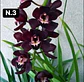 Orquídeas Cymbidium de Coleção com 3/4 bolbos cada - Thumbnail 3