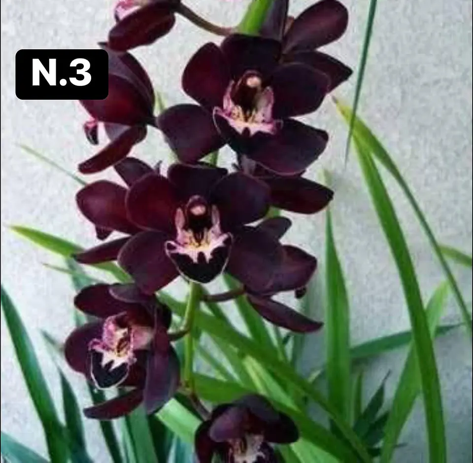 Orquídeas Cymbidium de Coleção com 3/4 bolbos cada 3