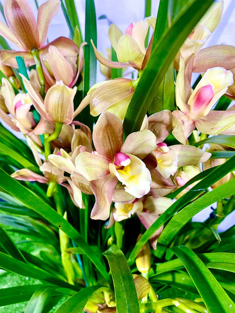 Cymbidium Várias Hastes "Olive" 