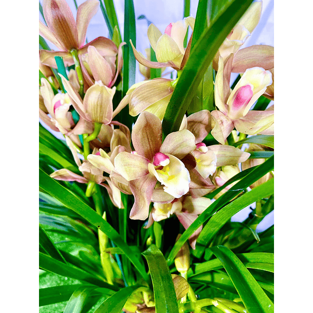 Cymbidium Várias Hastes 