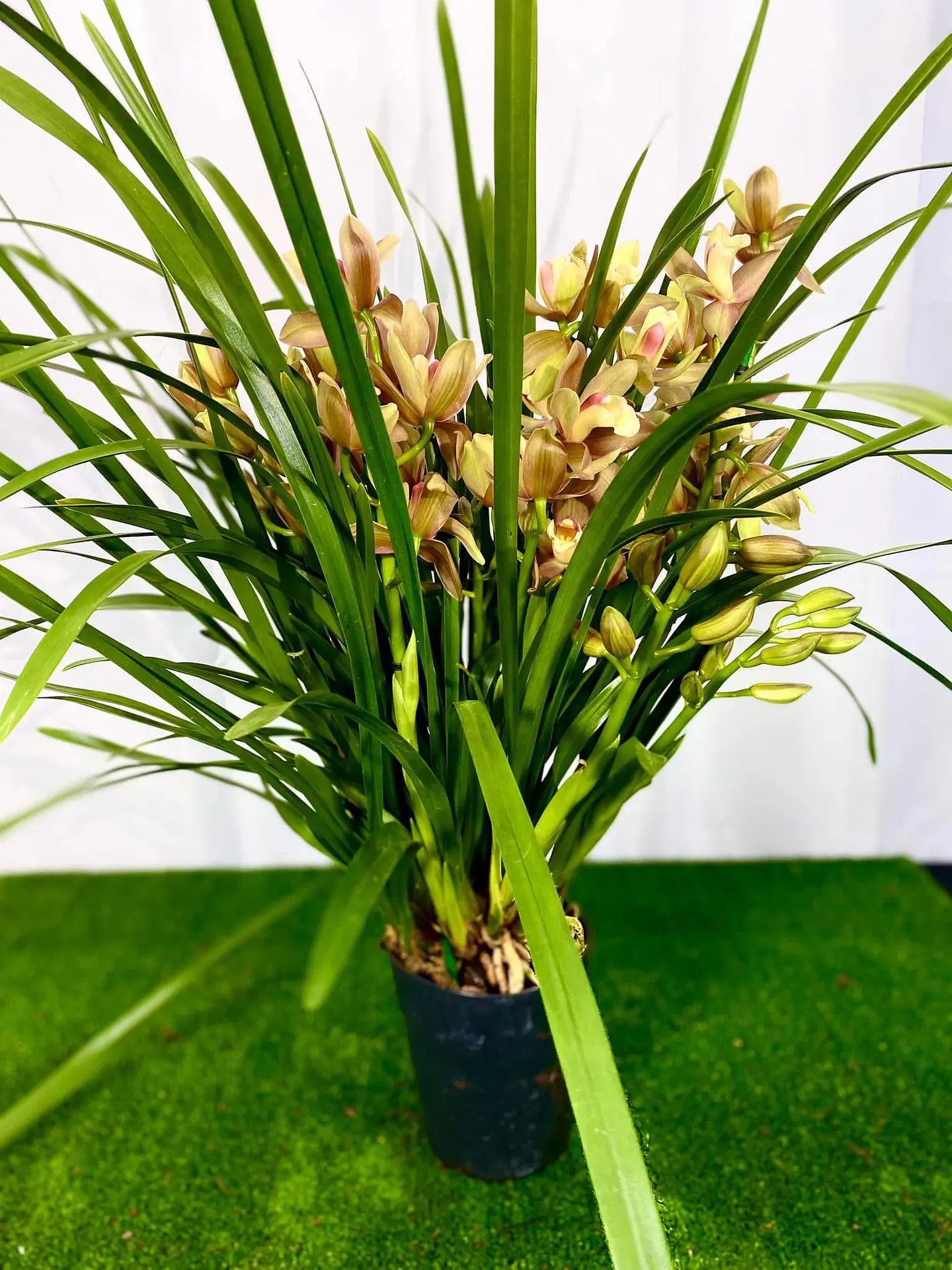 Cymbidium Várias Hastes 