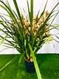 Cymbidium Várias Hastes 