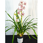 Cymbidium Flamingo de 3 Linguas 2 Hastes  2