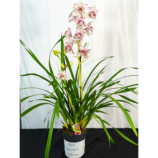Cymbidium Flamingo de 3 Linguas 2 Hastes  2