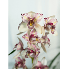 Cymbidium Flamingo de 3 Linguas 2 Hastes  1