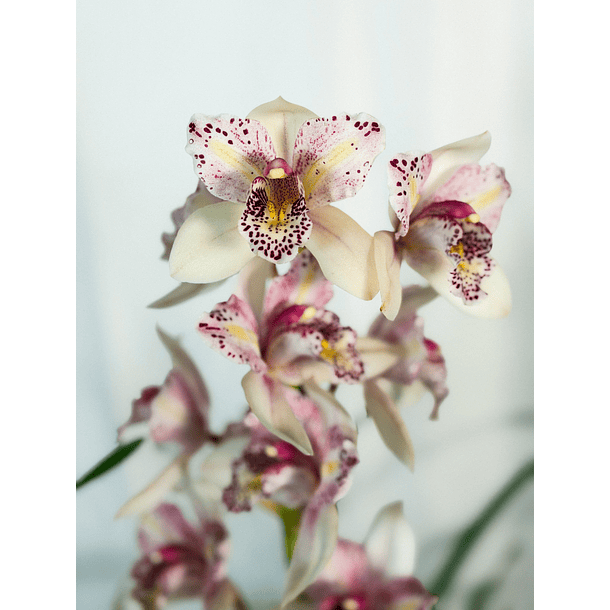 Cymbidium Flamingo de 3 Linguas 2 Hastes  1