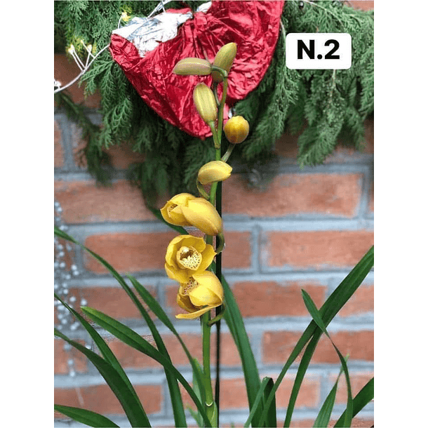 PROMOCÃO NATAL | PACK Orquídeas com 2–4 bolbos 2