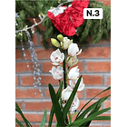 PROMOCÃO NATAL | PACK Orquídeas com 2–4 bolbos 3