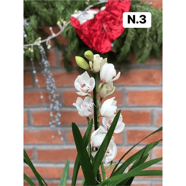 PROMOCÃO NATAL | PACK Orquídeas com 2–4 bolbos 3