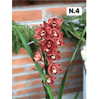 PROMOCÃO NATAL | PACK Orquídeas com 2–4 bolbos 4