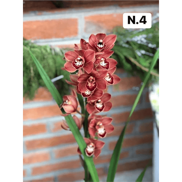 PROMOCÃO NATAL | PACK Orquídeas com 2–4 bolbos 4