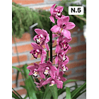 PROMOCÃO NATAL | PACK Orquídeas com 2–4 bolbos 5