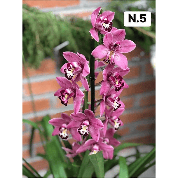 PROMOCÃO NATAL | PACK Orquídeas com 2–4 bolbos 5