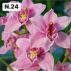 PROMOCÃO NATAL | PACK Orquídeas com 2–4 bolbos 24