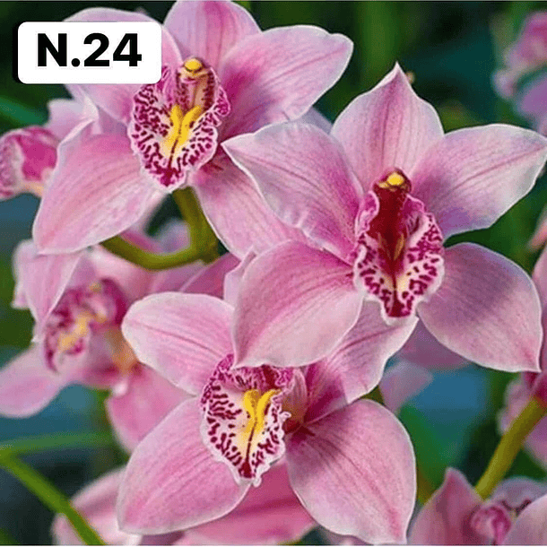 PROMOCÃO NATAL | PACK Orquídeas com 2–4 bolbos 24