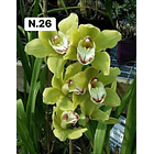 PROMOCÃO NATAL | PACK Orquídeas com 2–4 bolbos 26