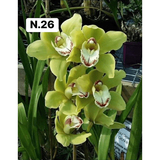 PROMOCÃO NATAL | PACK Orquídeas com 2–4 bolbos 26