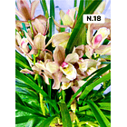 PROMOCÃO NATAL | PACK Orquídeas com 2–4 bolbos 18