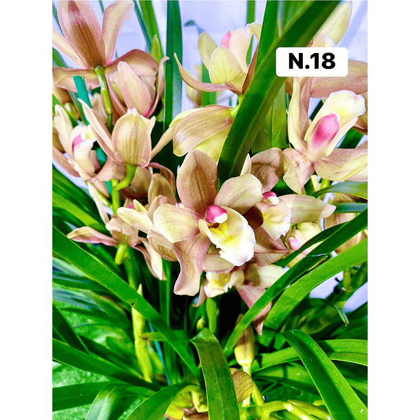 PROMOCÃO NATAL | PACK Orquídeas com 2–4 bolbos 18