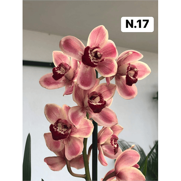 PROMOCÃO NATAL | PACK Orquídeas com 2–4 bolbos 17