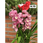 PROMOCÃO NATAL | PACK Orquídeas com 2–4 bolbos 19