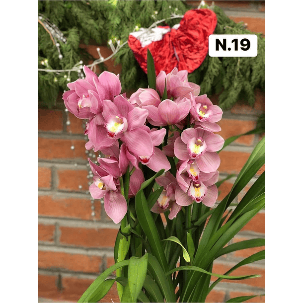 PROMOCÃO NATAL | PACK Orquídeas com 2–4 bolbos 19