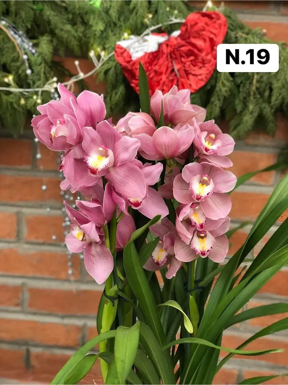 PACK 4 ou 8+1 oferta com 2–4 bolbos cada (envio grátis)  19