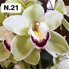 PROMOCÃO NATAL | PACK Orquídeas com 2–4 bolbos 21