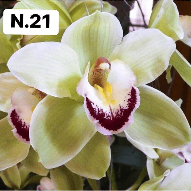 PROMOCÃO NATAL | PACK Orquídeas com 2–4 bolbos 21