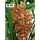 PROMOCÃO NATAL | PACK Orquídeas com 2–4 bolbos 30