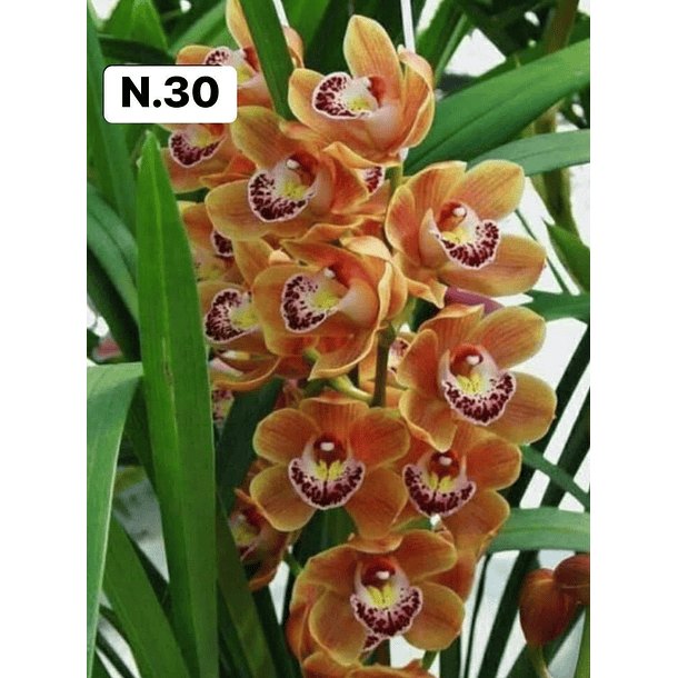 PROMOCÃO NATAL | PACK Orquídeas com 2–4 bolbos 30