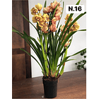 PROMOCÃO NATAL | PACK Orquídeas com 2–4 bolbos 16