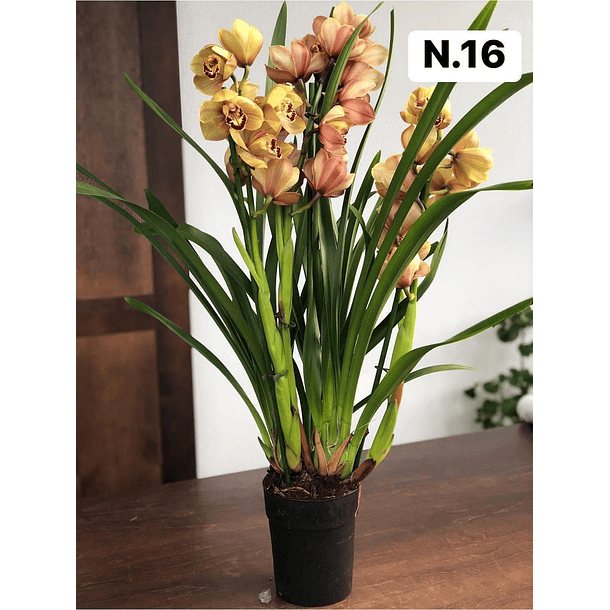 PROMOCÃO NATAL | PACK Orquídeas com 2–4 bolbos 16