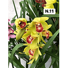 PROMOCÃO NATAL | PACK Orquídeas com 2–4 bolbos 11
