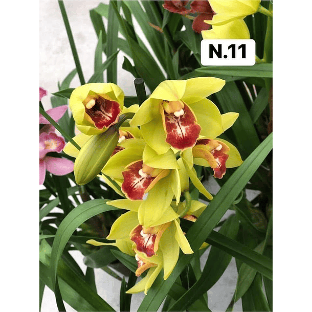 PROMOCÃO NATAL | PACK Orquídeas com 2–4 bolbos 11